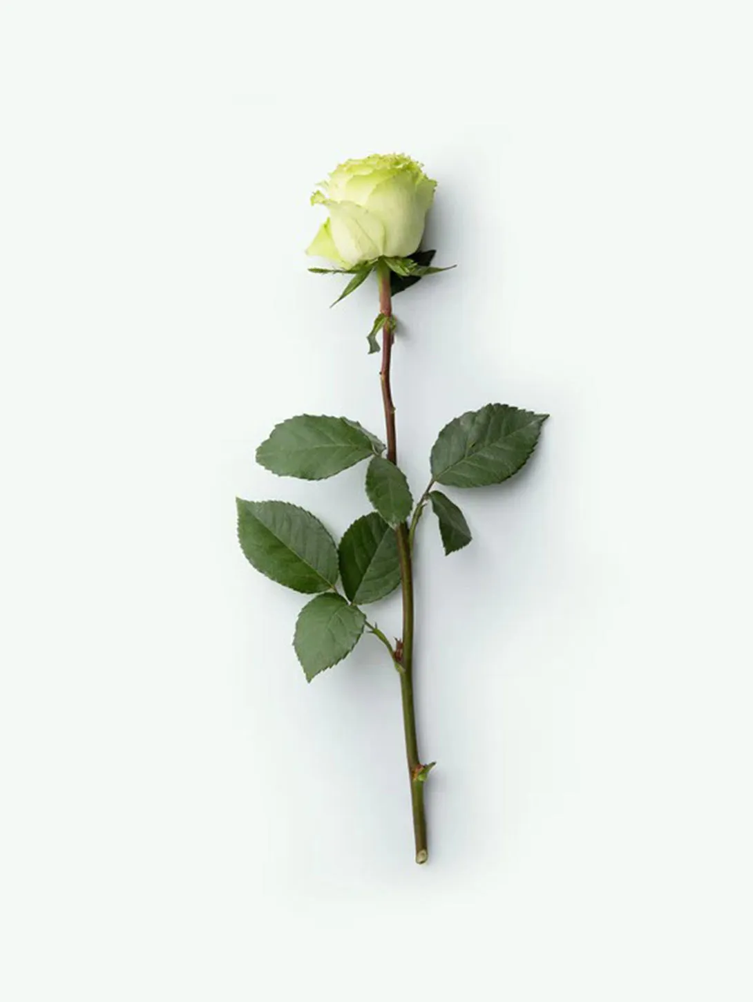 Body Wash - Third Rose
