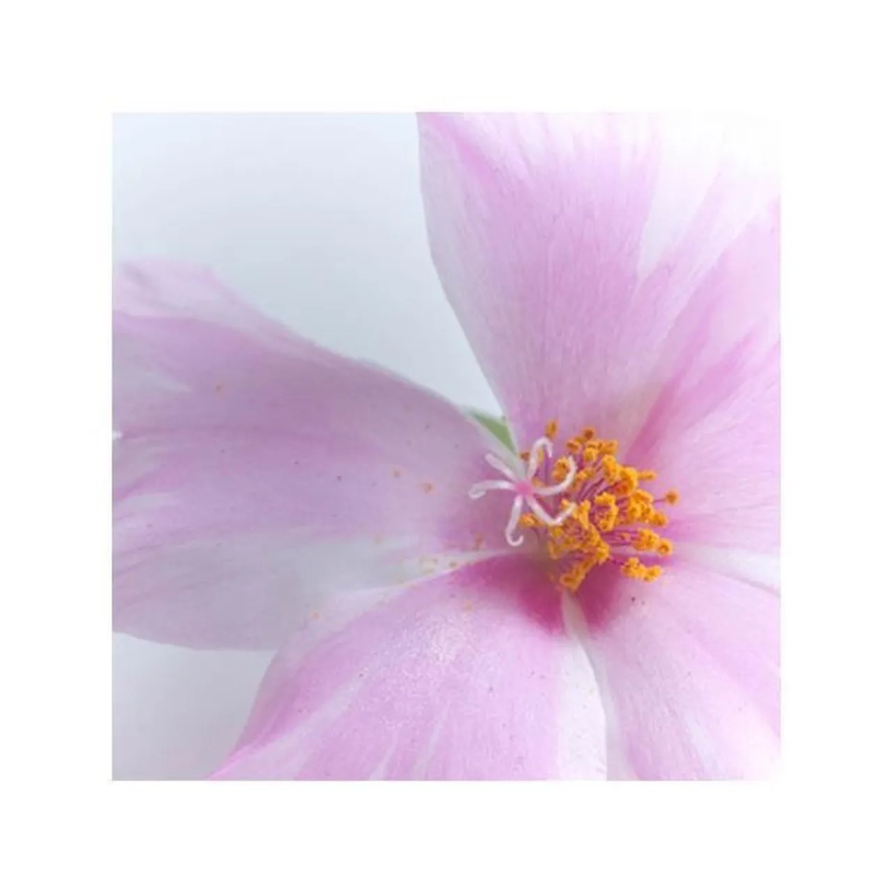 Chantecaille Wild Moss Rose Body Lotion 120ml