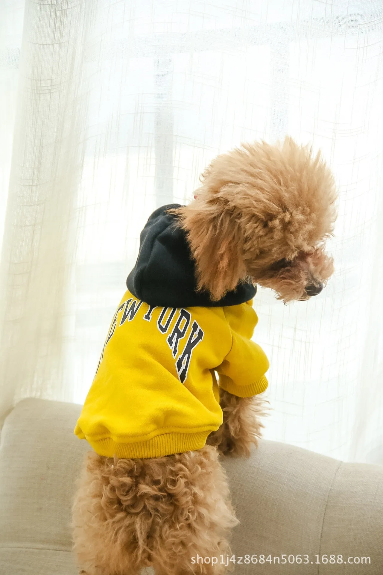 Dog and Owner Sporty Hoodie for Spring and Autumn
